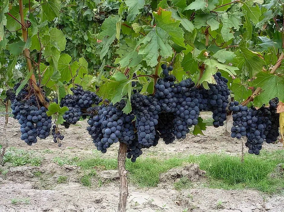 Wine Country Villas for Sale in Mendoza, Argentina