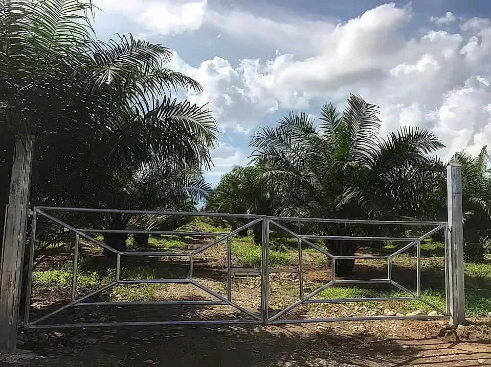 Palm Oil Production Business for Sale in Poccori, Limon, Costa Rica