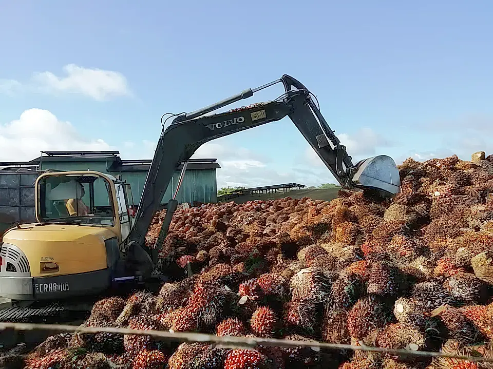 Palm Oil Plantation for Sale in Puerto Armuelles, Chiriqui, Panama