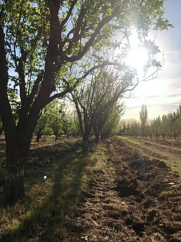 Argentina Farms and Ranches for Sale List and Find the Best Farm and