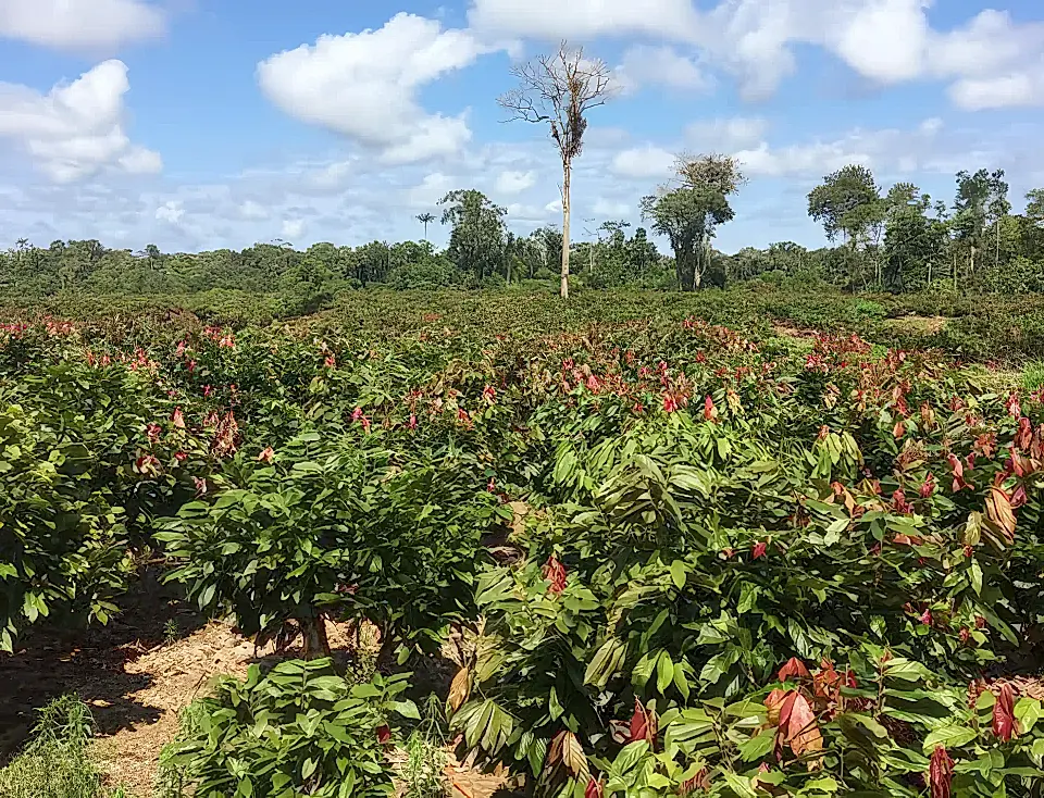 Ecuador Farms and Ranches for Sale List and Find the Best Farm and