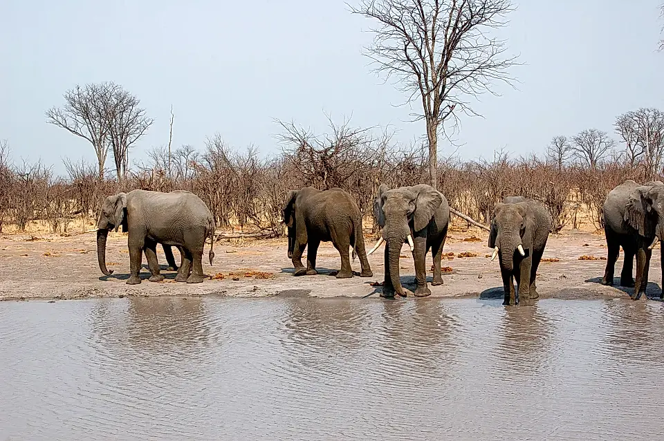 Safari Lodge/Camp for Sale in Maun, Ngamiland, Botswana