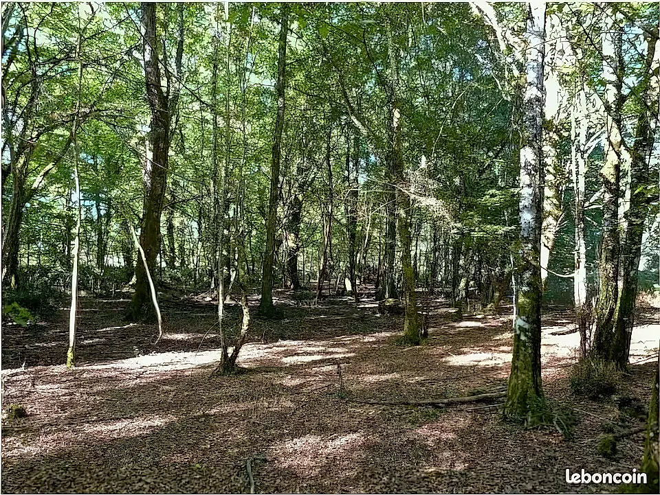 Oak and Chestnut Forest for Sale in Echourgnac, Aquitaine, France