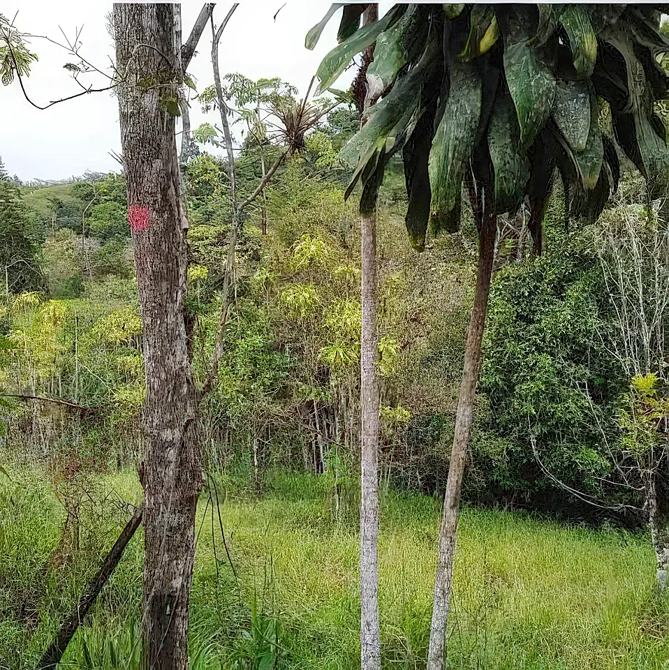 Cattle Farm for Sale in Copa Buena, Puntarenas, Costa Rica