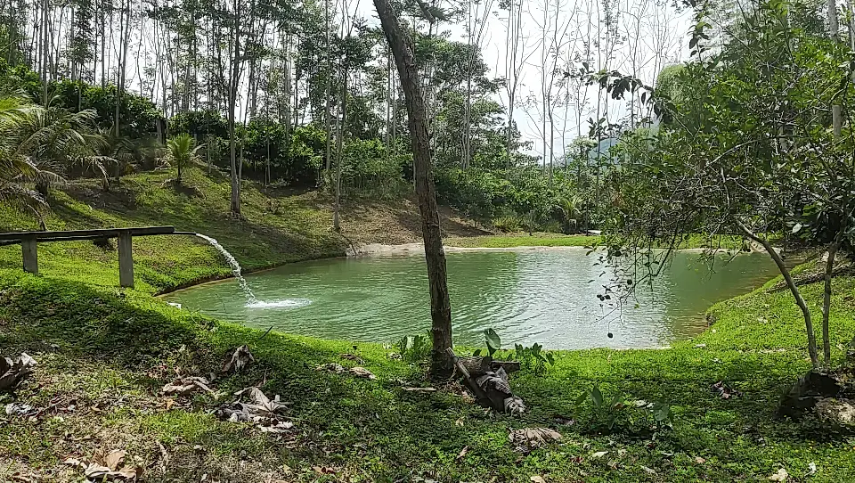 Tropical Hardwood Plantation for Sale in Pichanaqui, Chanchamayo, Peru