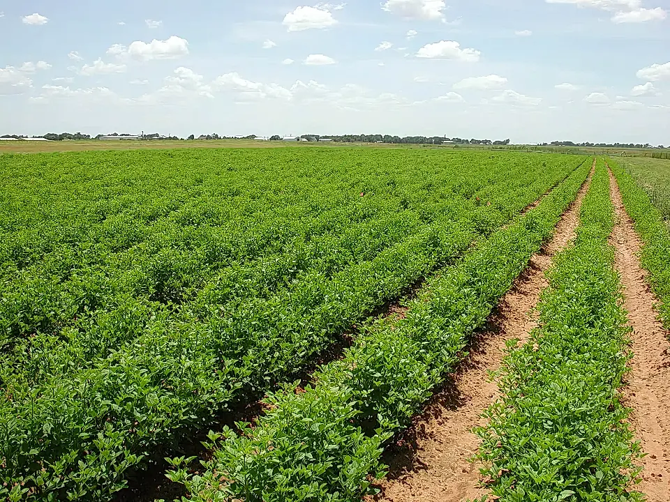 200 Acre Agricultural Land for Sale in Bhera, Punjab, Pakistan