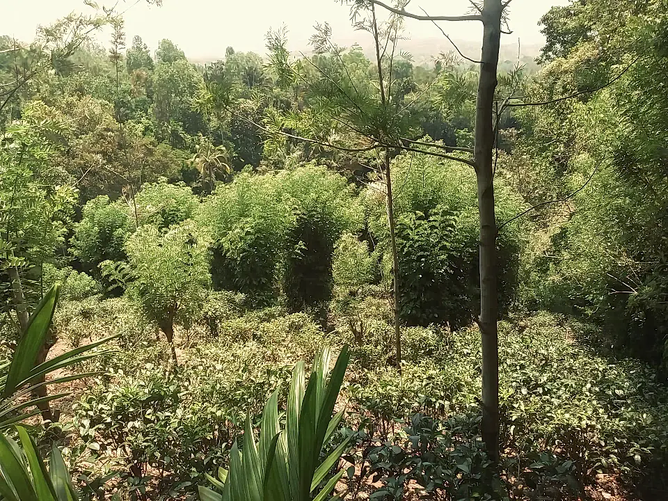 Land for Sale in Haputhle, Uwa, Sri Lanka