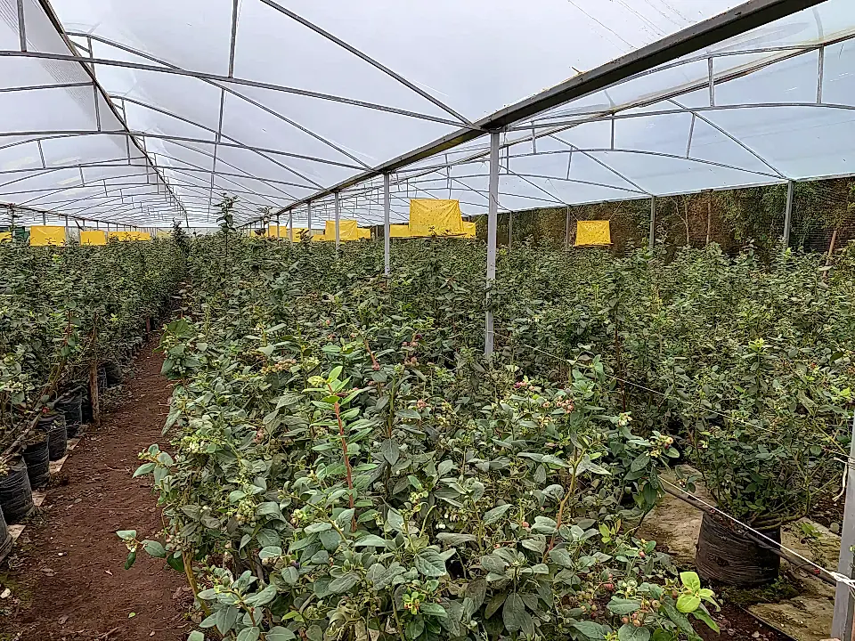 Blueberry Farm for Sale in Alajuela, Costa Rica
