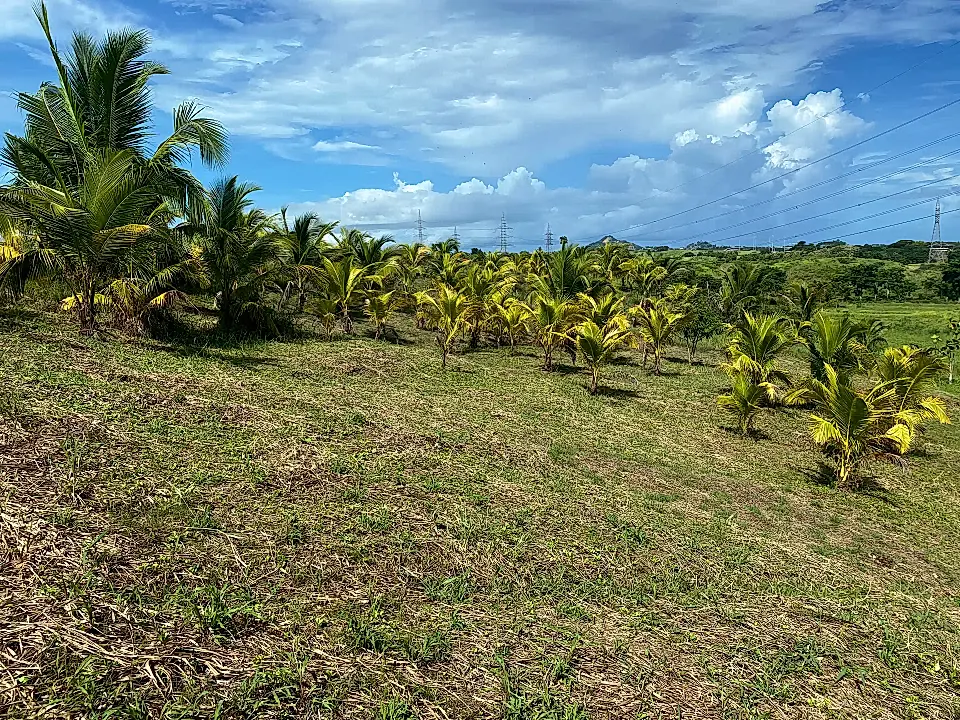 Agricultural Land for Sale in Savana Grande, Princes Town, Trinidad and Tobago