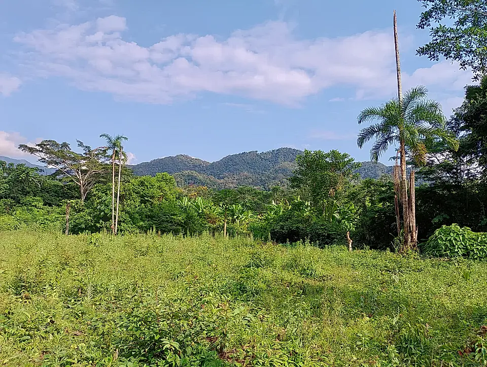 Cacao Farm for Sale in Puerto Inca, Region De Huanuco, Peru