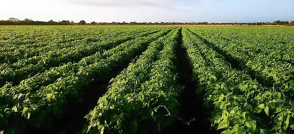 Irrigated Commercial Farm for Sale and Rent in Chokwe, Gaza, Mozambique