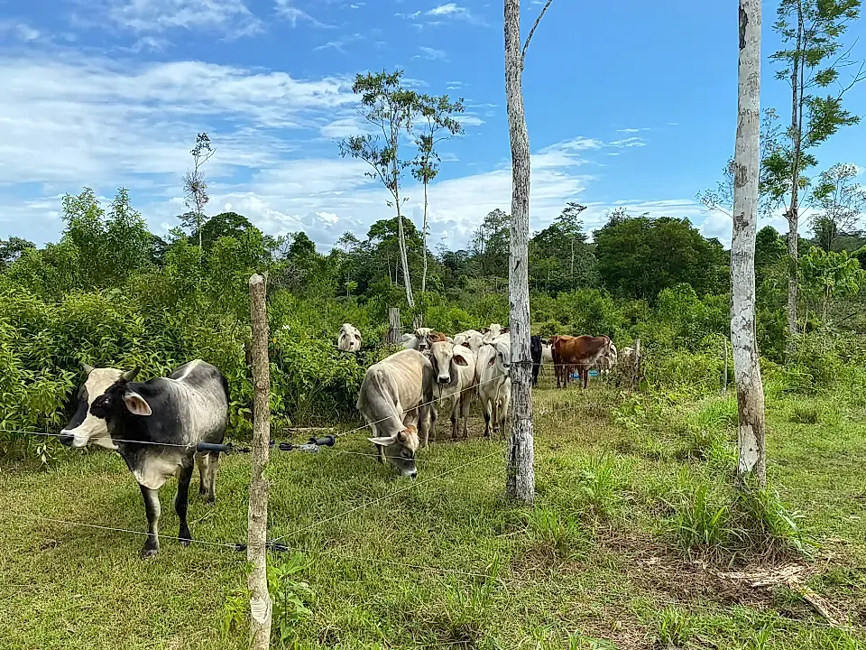Agroforestry Farm for Sale in San Carlos, Alajuela, Costa Rica
