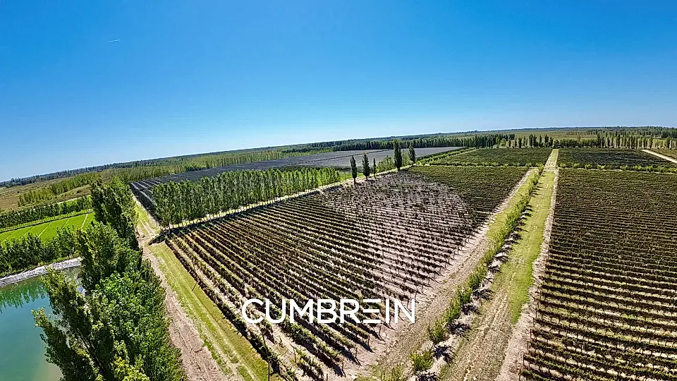 Vineyard & Productive Farm for Sale in San Rafael, Mendoza Province, Argentina