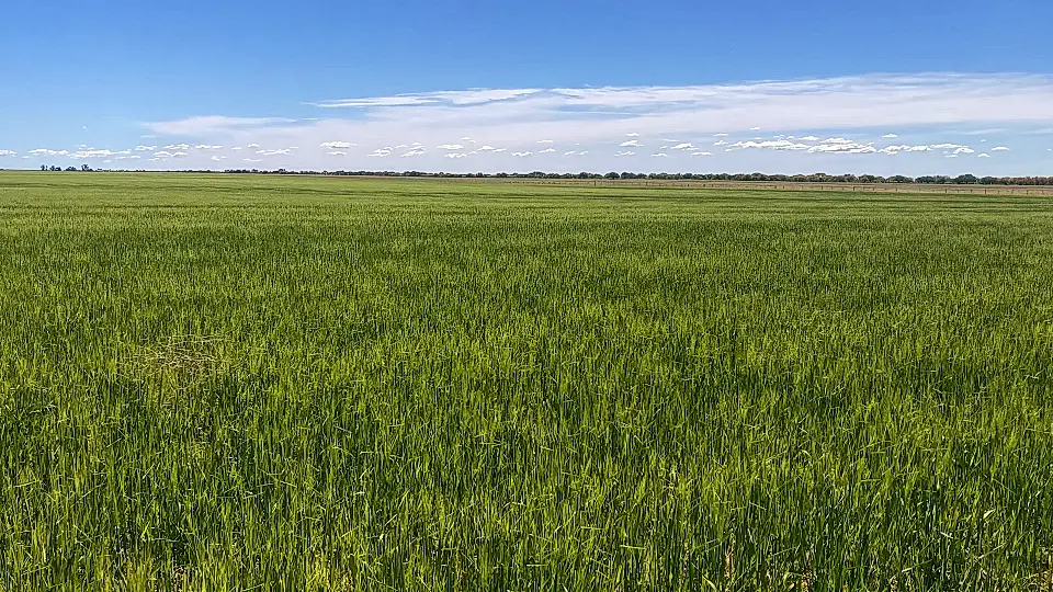 Ranch for Sale in Villarino, Buenos Aires, Argentina