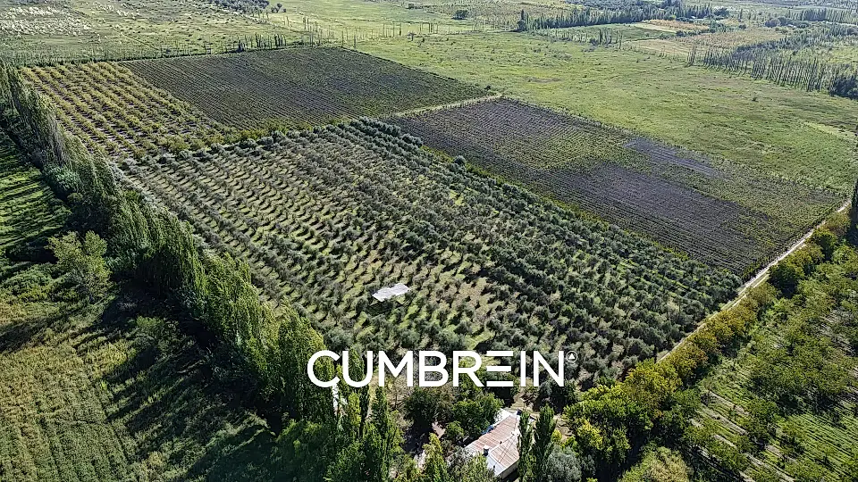 Farm/Ranch for Sale in San Rafael, Mendoza Province, Argentina