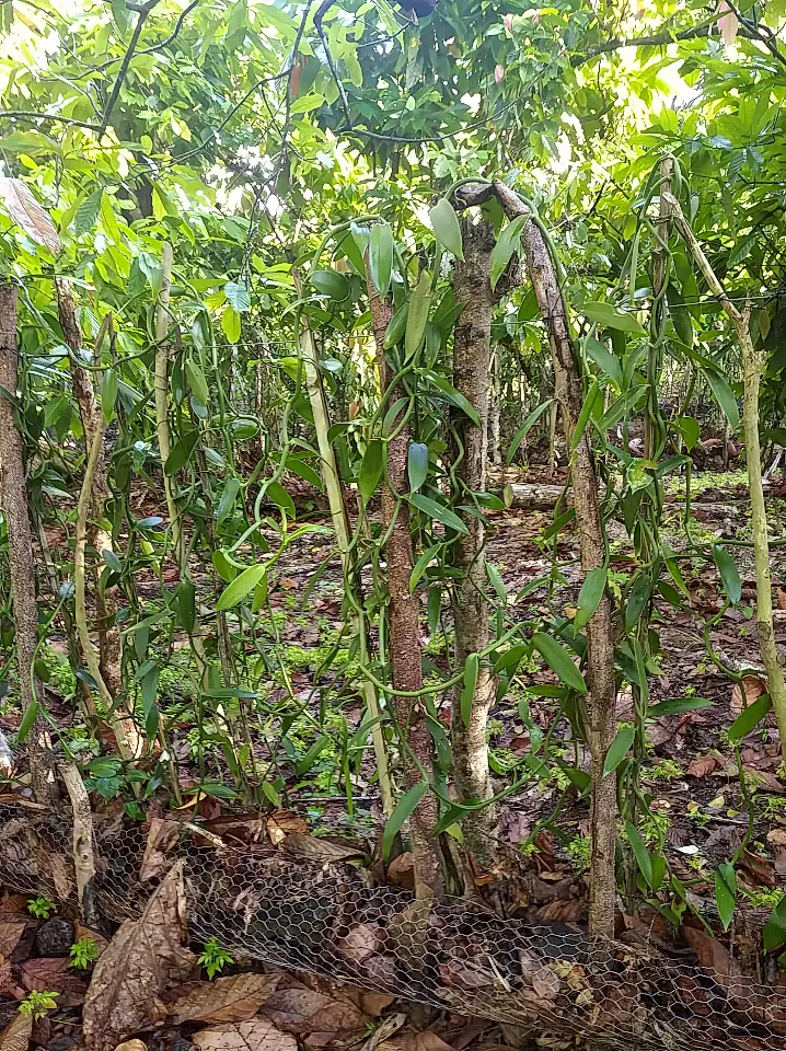 Farm for Sale in El Valle, Hato Mayor, Dominican Republic