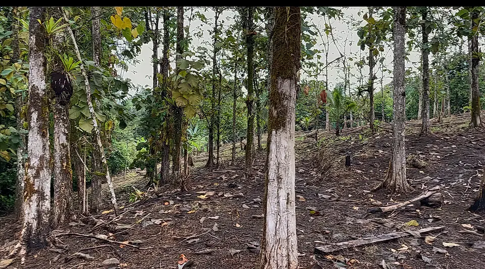 Reforestation Land for Sale and Rent in Bocas Del Toro, Panama